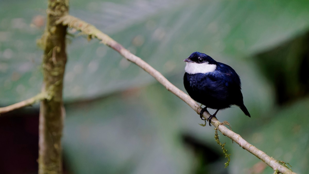 White-ruffed Manakin - Pepe Castiblanco