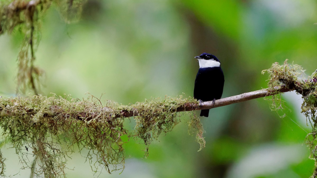 White-ruffed Manakin - Pepe Castiblanco