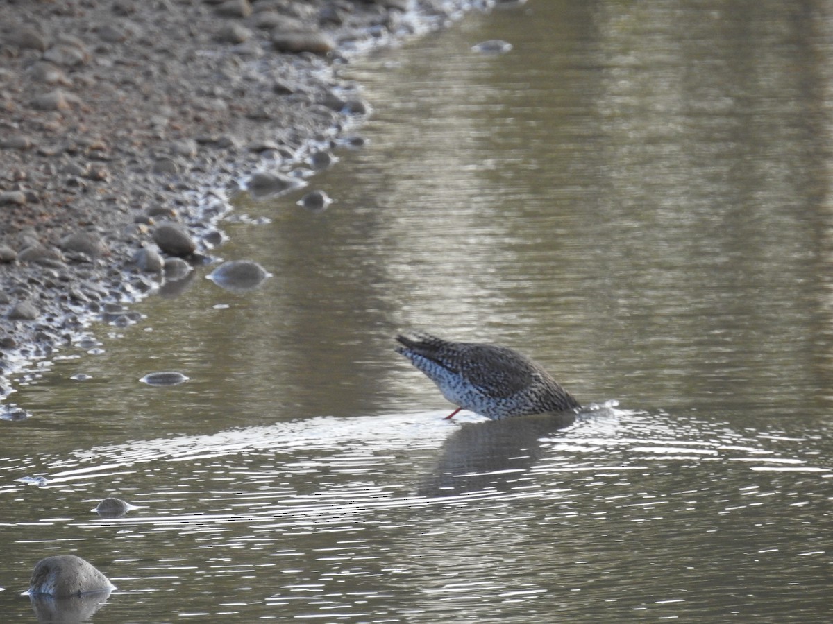 Common Redshank - ML574766601