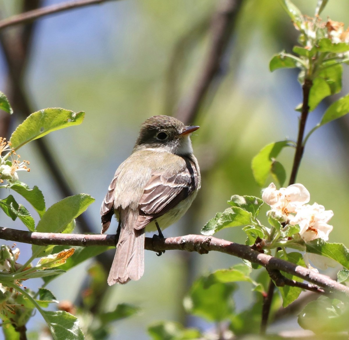 Least Flycatcher - ML574767291