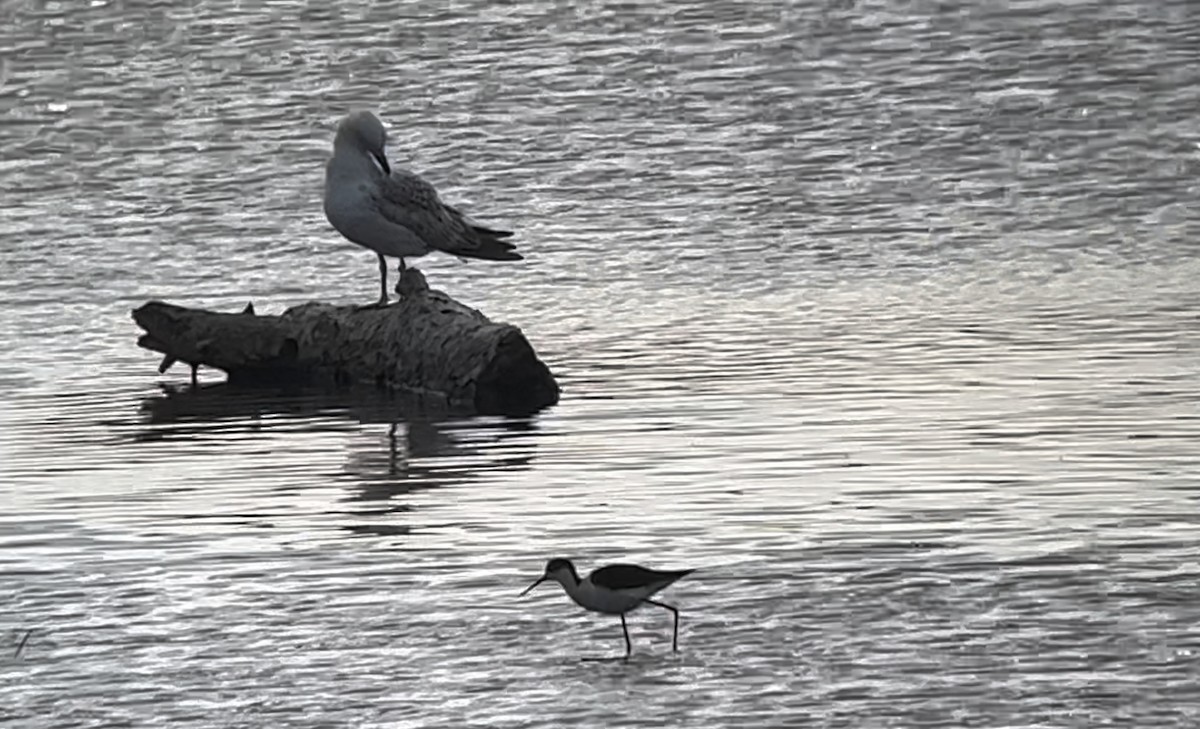 Black-winged Stilt - ML574768051