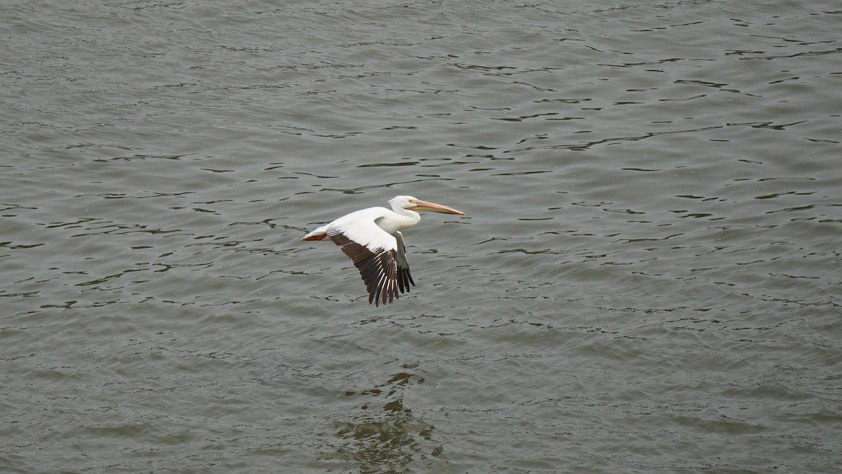 American White Pelican - ML574768511