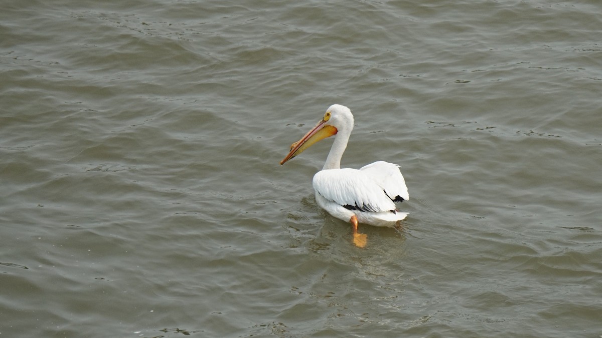 American White Pelican - ML574768621