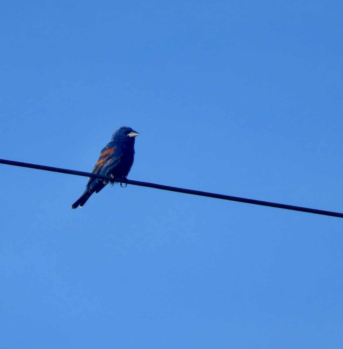 Blue Grosbeak - ML574770481