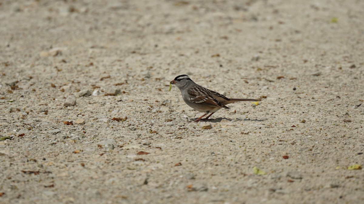 White-crowned Sparrow - ML574771761