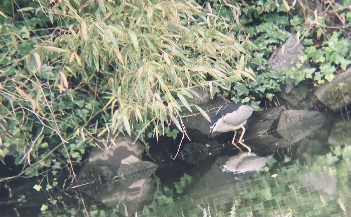 Amiltxori arrunta - ML574772411