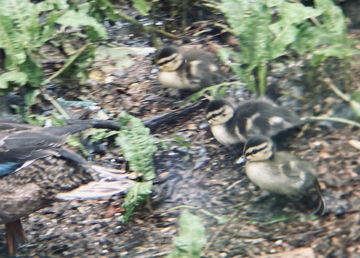 Basahatea - ML574772651