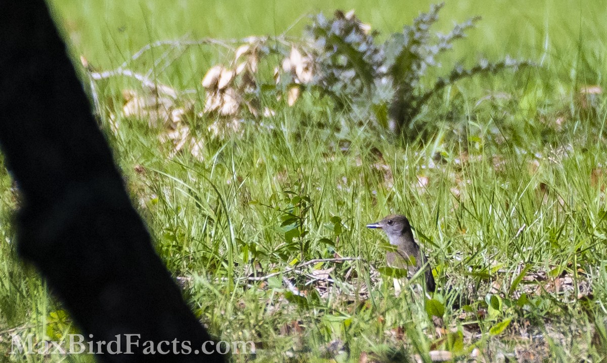 Great Crested Flycatcher - ML574772751