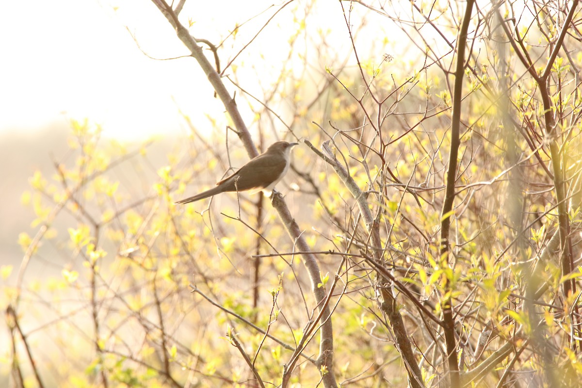 Black-billed Cuckoo - ML574772771