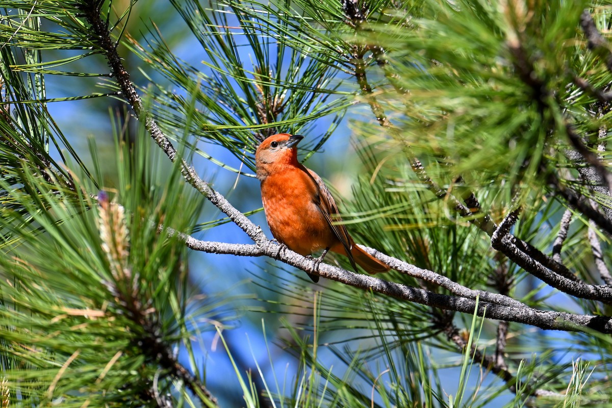 Hepatic Tanager - ML574773391