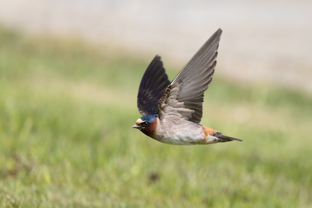 Cliff Swallow - ML574773531