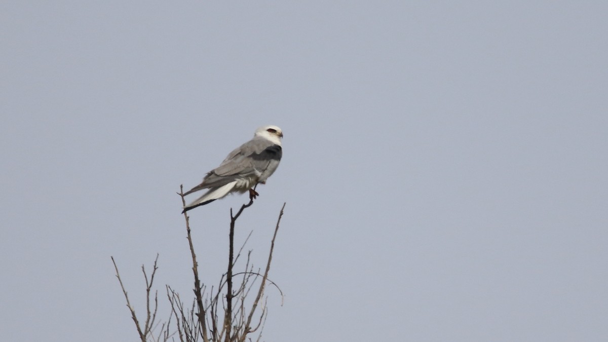 White-tailed Kite - ML574773711