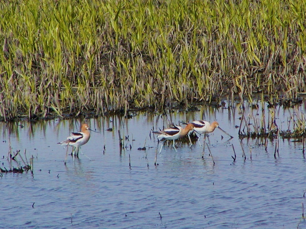 Avoceta Americana - ML574774171