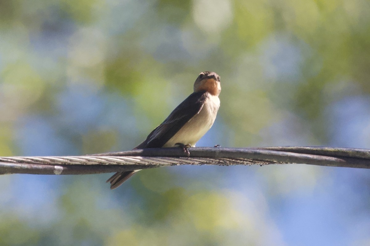 Southern Rough-winged Swallow - ML574774301