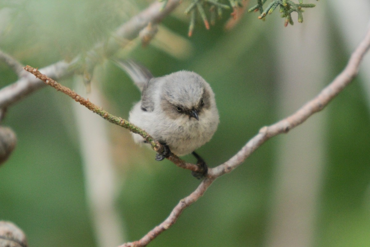 Bushtit - ML574774751
