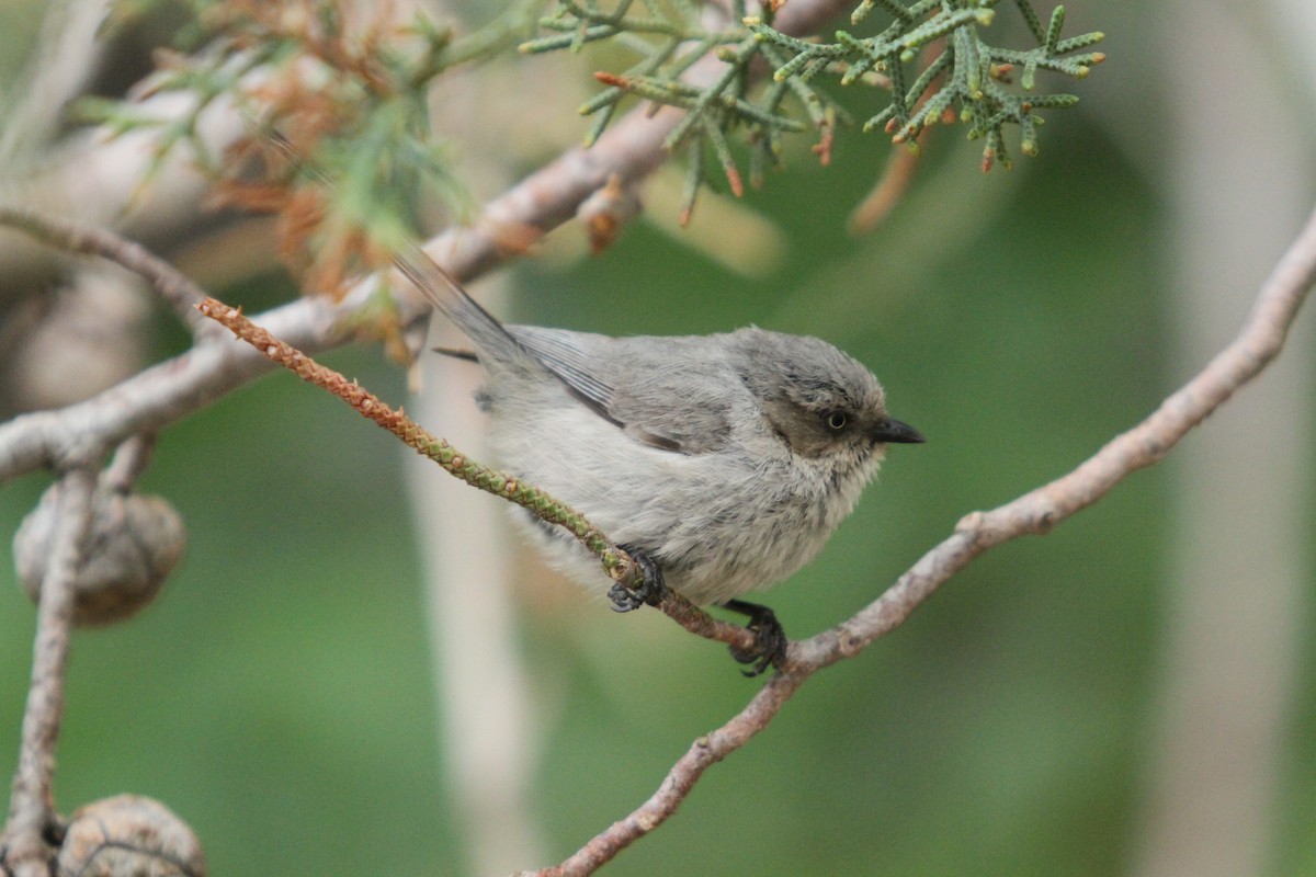 Bushtit - ML574774771