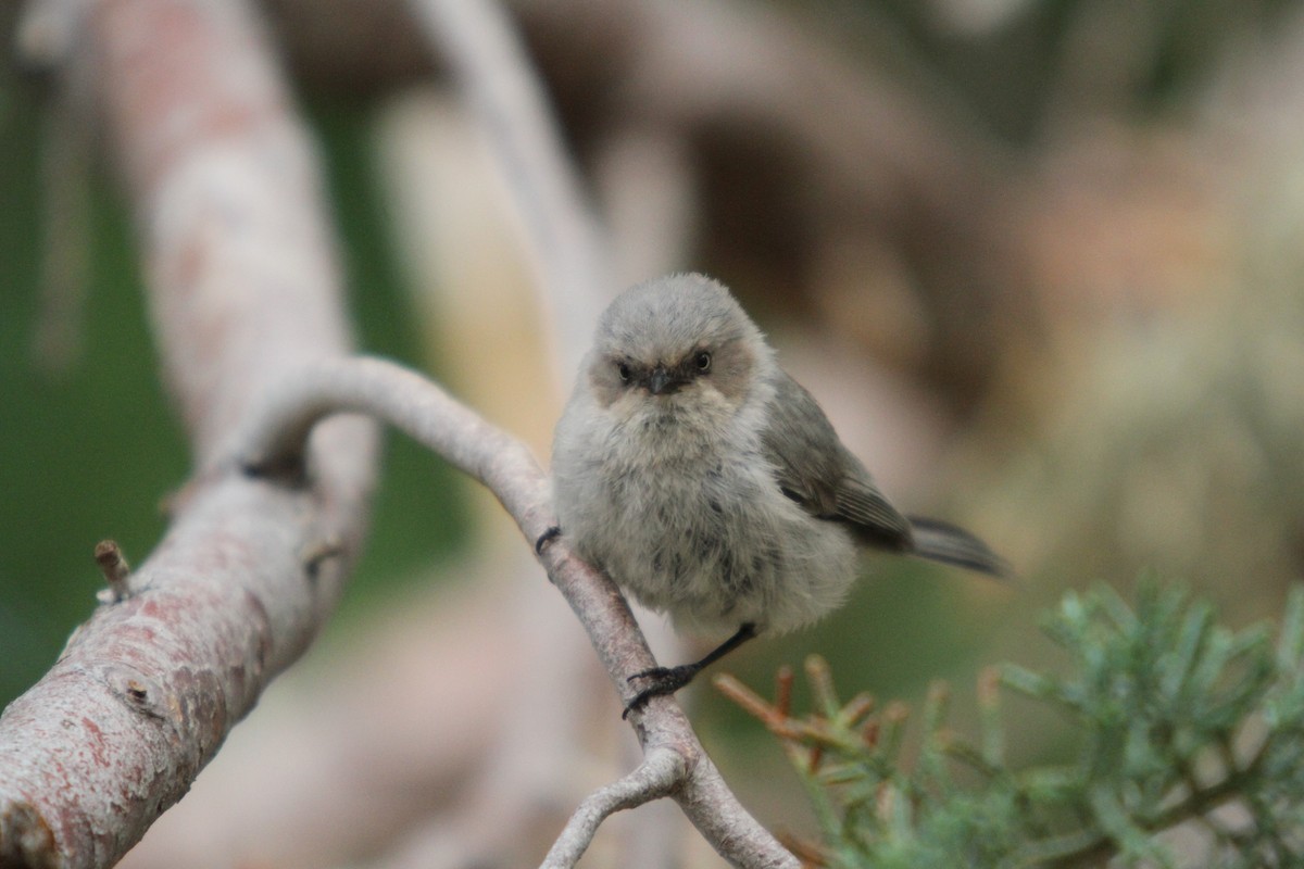 Bushtit - ML574774781