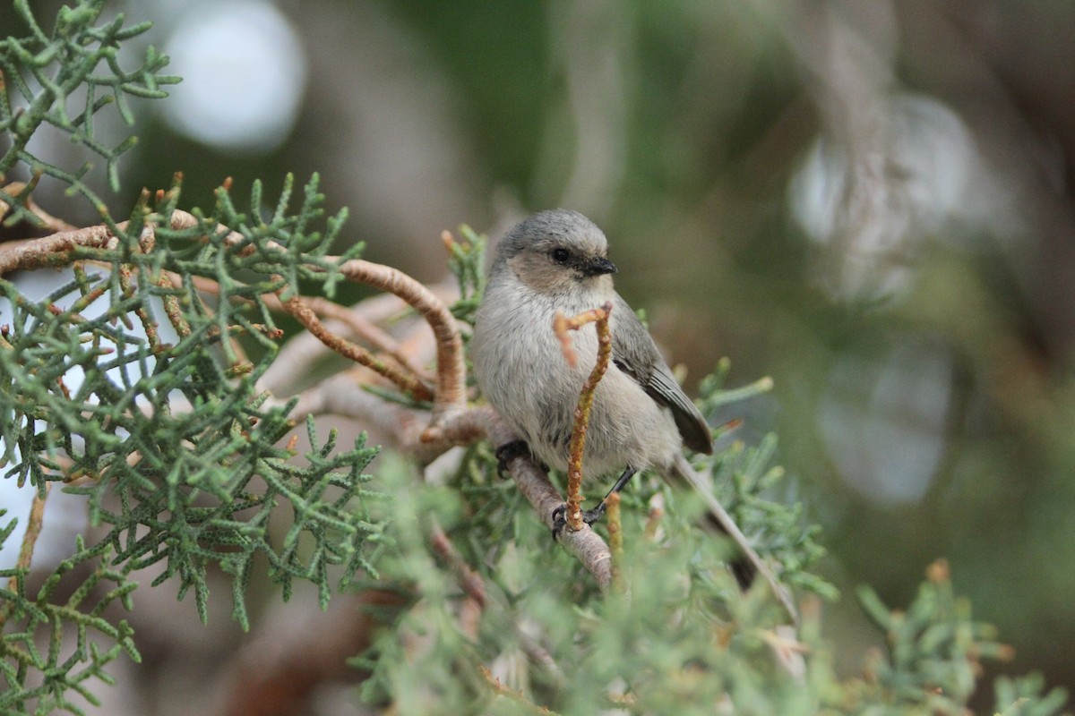 Bushtit - ML574774791