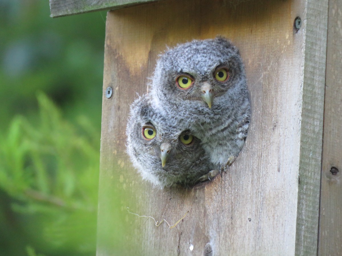 Eastern Screech-Owl - Judy Fairchild