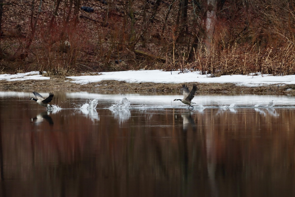 Canada Goose - MacKenzie McKnight