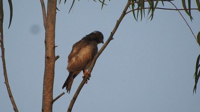 White-eyed Buzzard - ML574775831