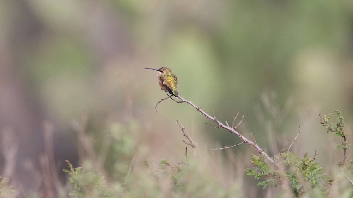 Colibri lucifer - ML574776781