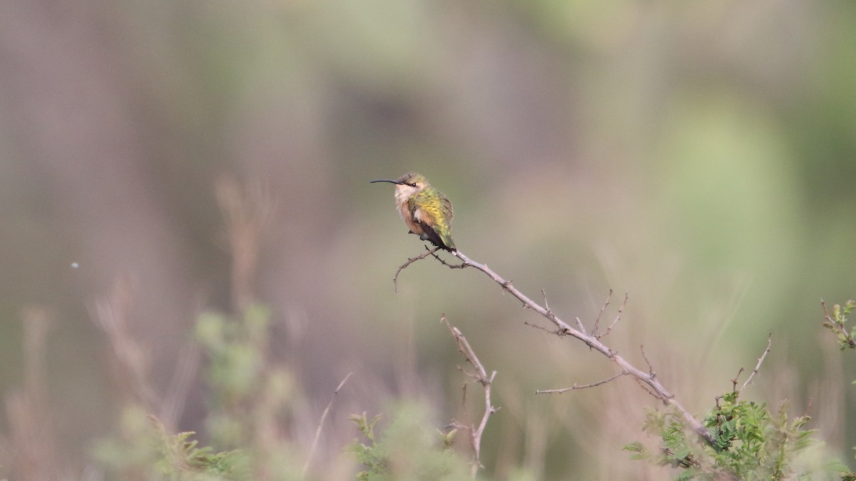 Lucifer Hummingbird - ML574776791