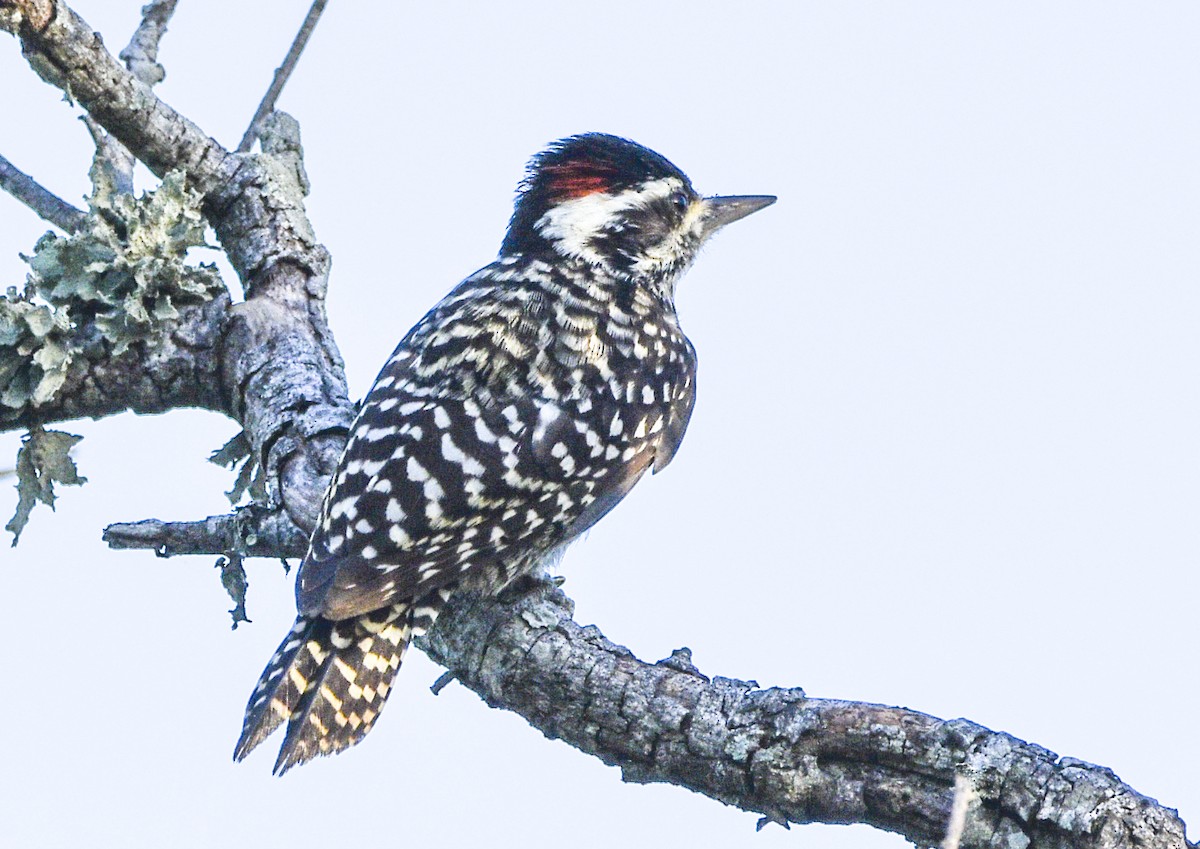 Checkered Woodpecker - ML574777161