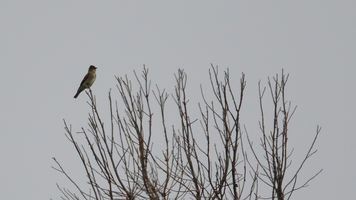 Olive-sided Flycatcher - ML574777441