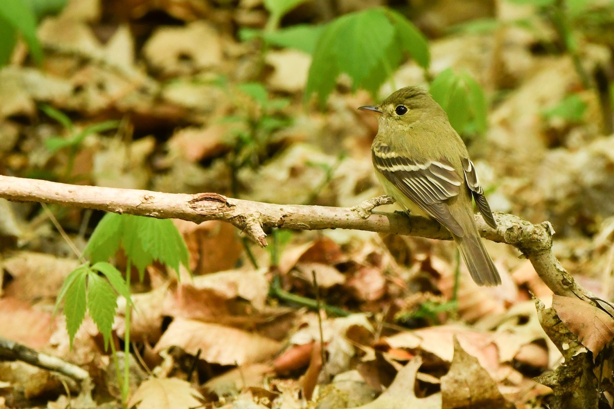 Acadian Flycatcher - ML574779701
