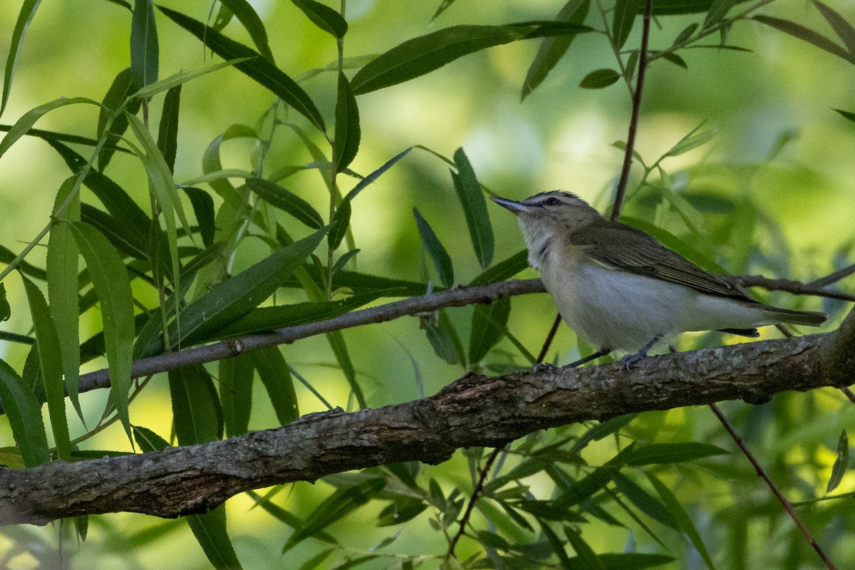 rødøyevireo - ML574779711