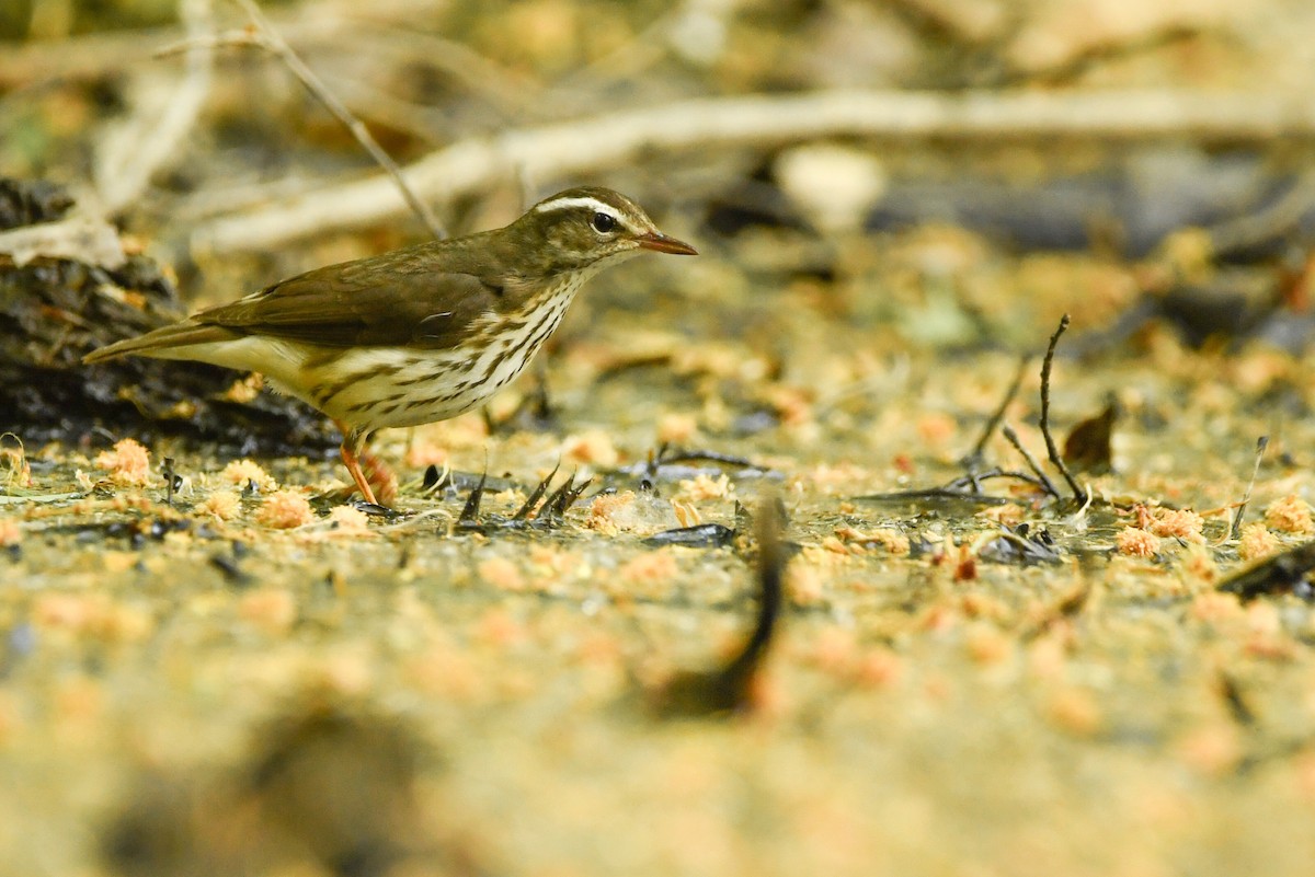 Louisiana Waterthrush - ML574779811