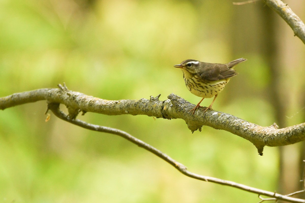 Louisiana Waterthrush - ML574779821