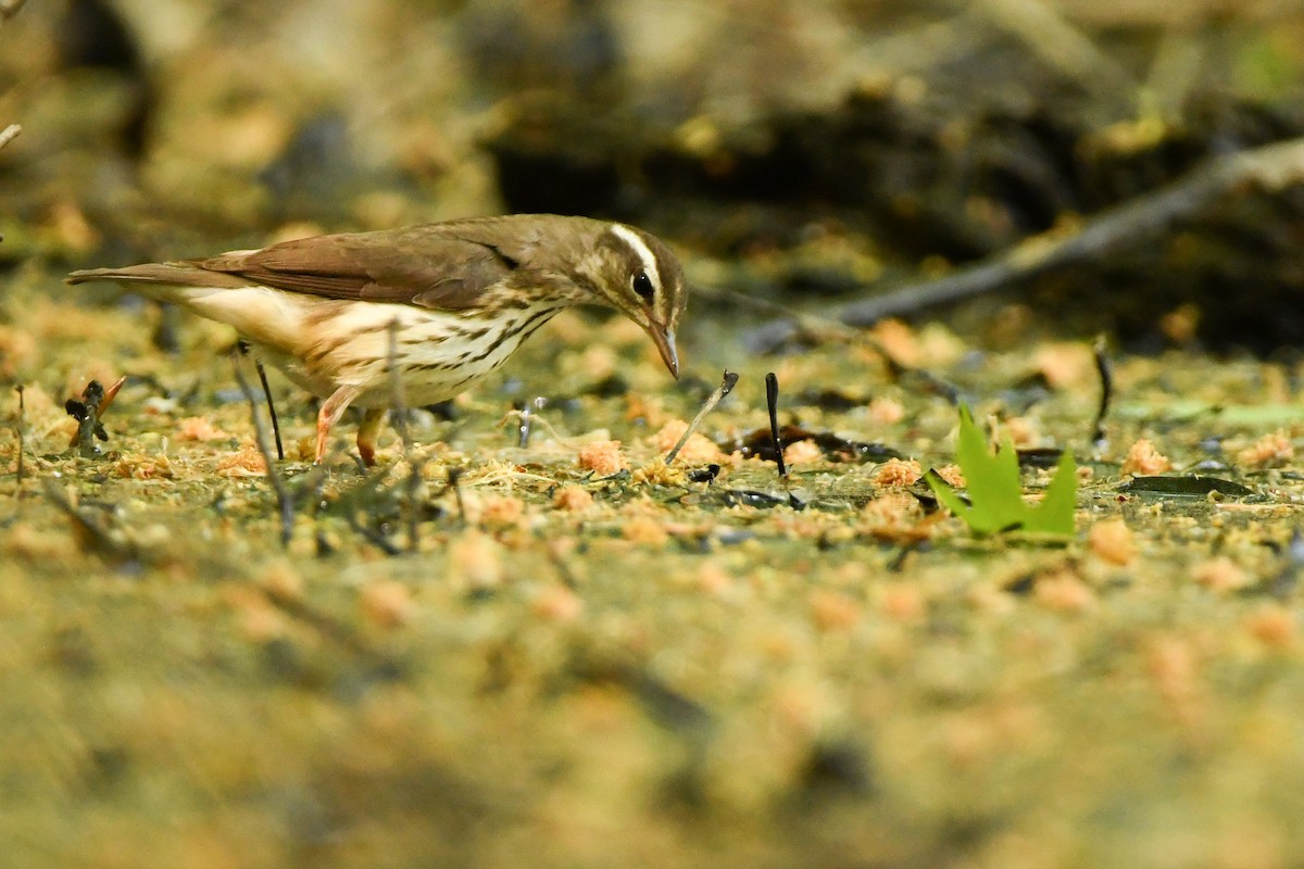 Louisiana Waterthrush - ML574779831