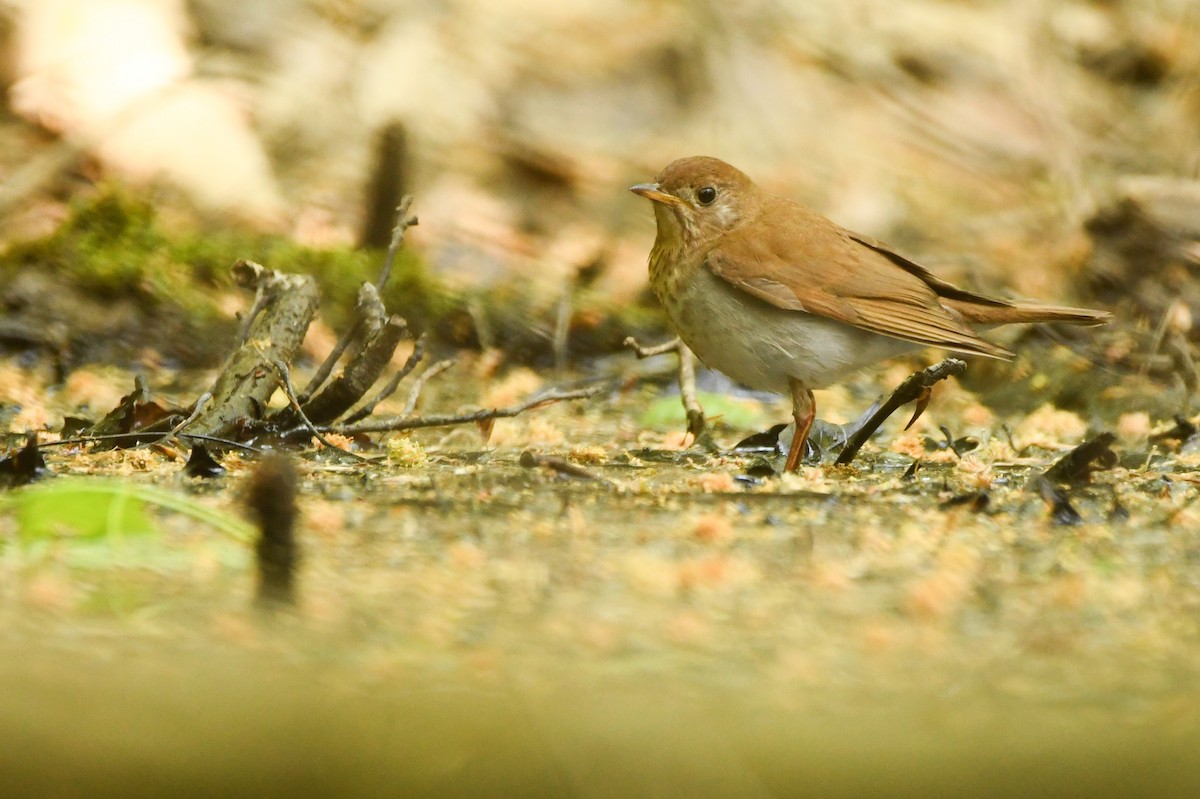 Veery - ML574779881