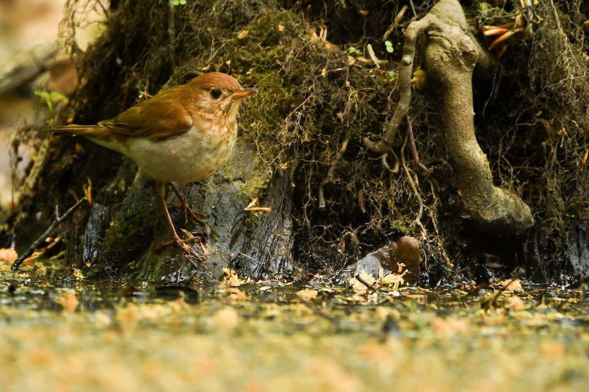Veery - ML574779891