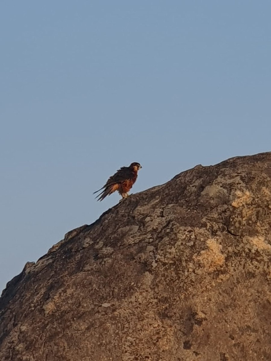 Peregrine Falcon (Shaheen) - Premil Shasendra
