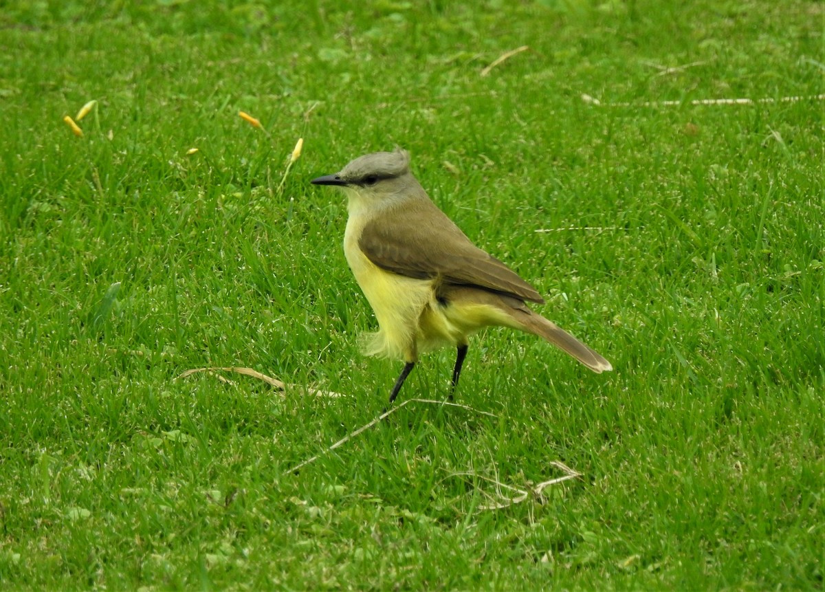 ウシタイランチョウ - ML574780211