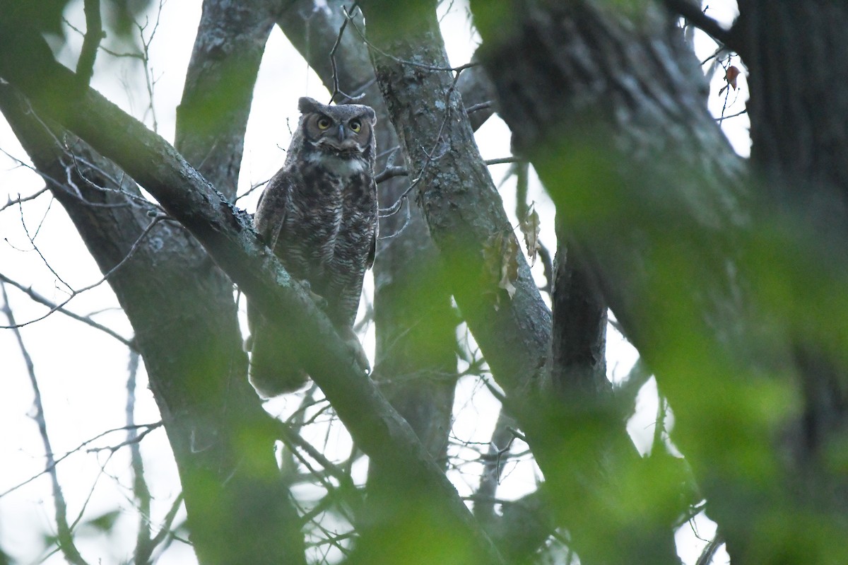 Great Horned Owl - ML574780311