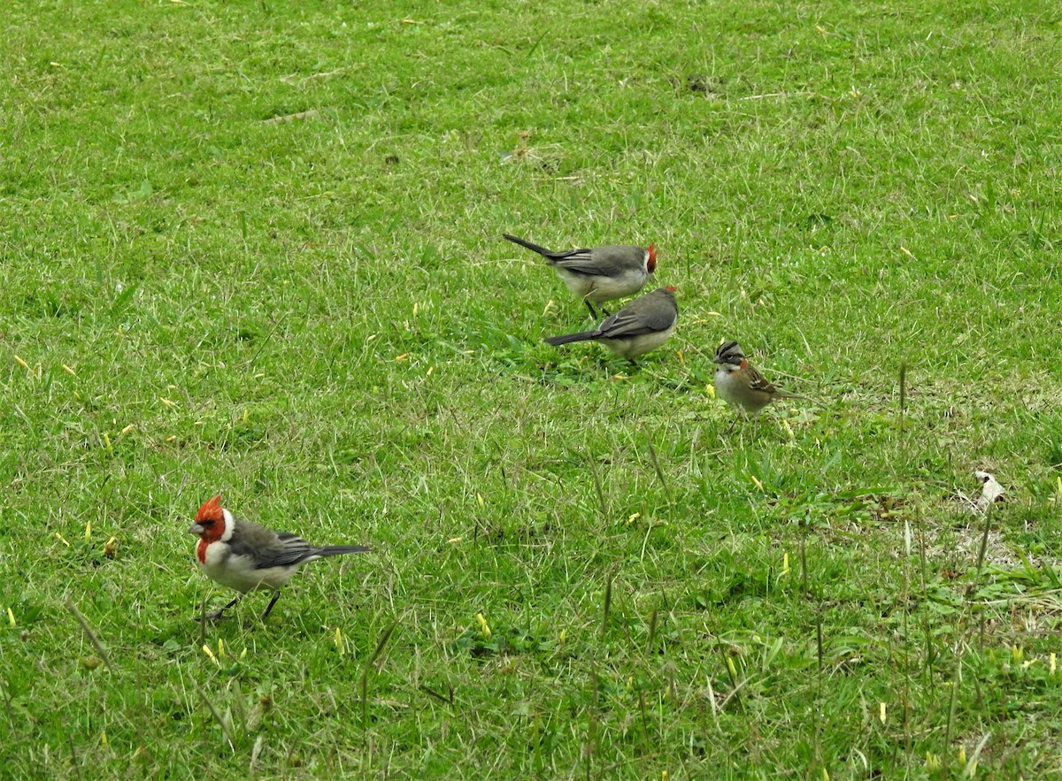 Red-crested Cardinal - Liliana Perera