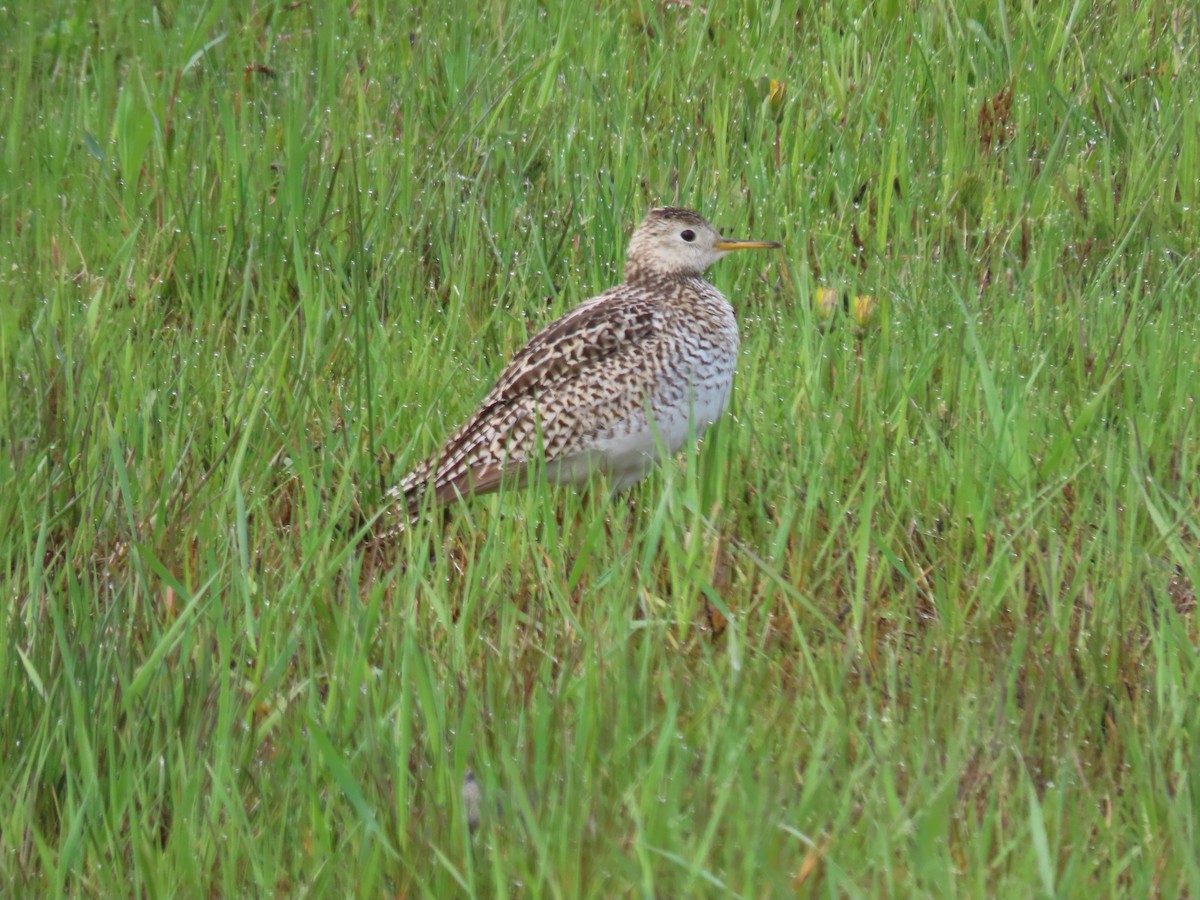 Upland Sandpiper - ML574782481