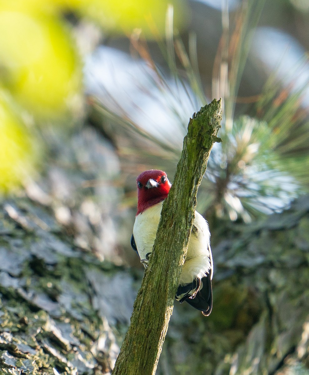 Red-headed Woodpecker - Lee White