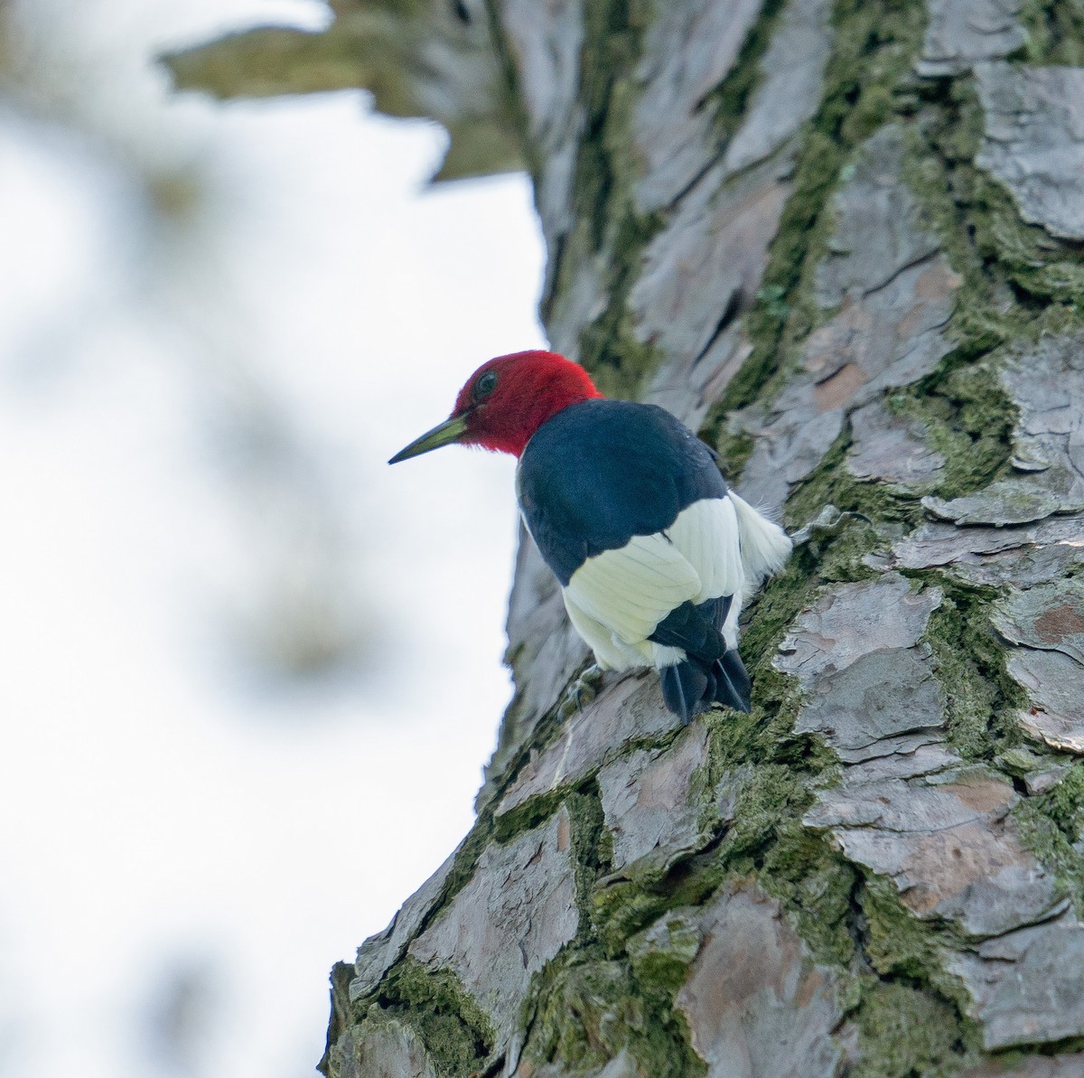 Red-headed Woodpecker - Lee White