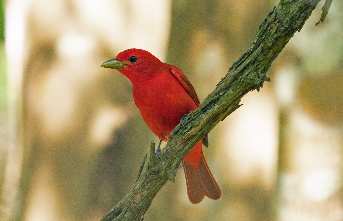 Summer Tanager - Lee White