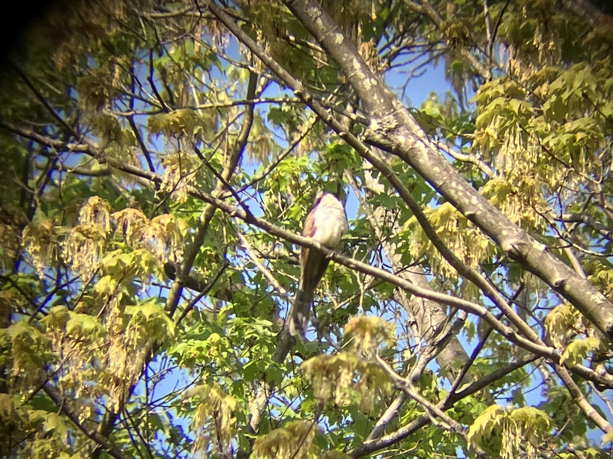Black-billed Cuckoo - ML574783841