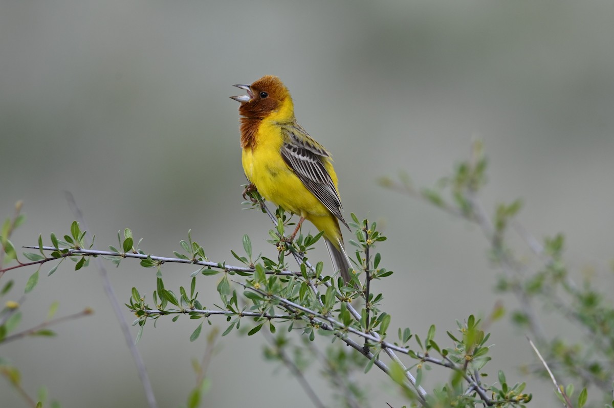 Red-headed Bunting - Kenzhegul Qanatbek