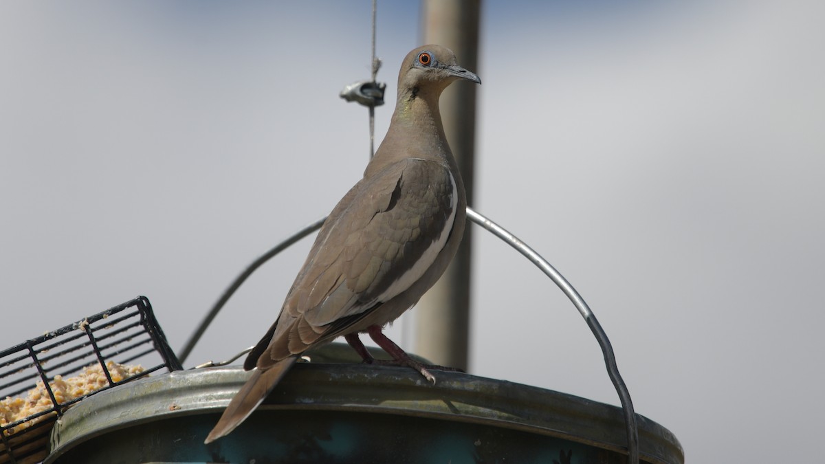 White-winged Dove - ML574784141