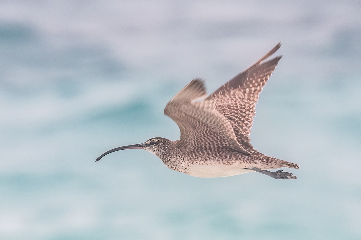 Whimbrel - ML574785391