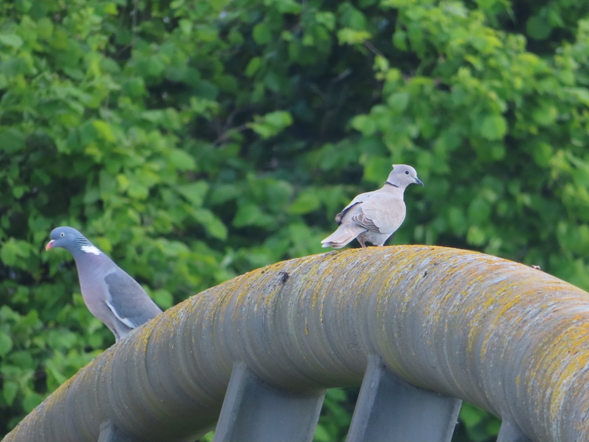 Eurasian Collared-Dove - ML574786491