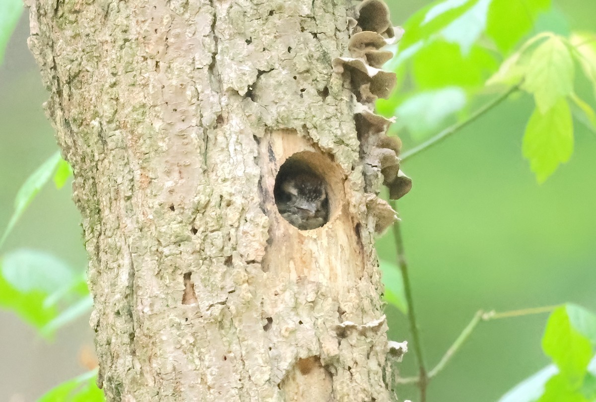 Downy Woodpecker - ML574787981